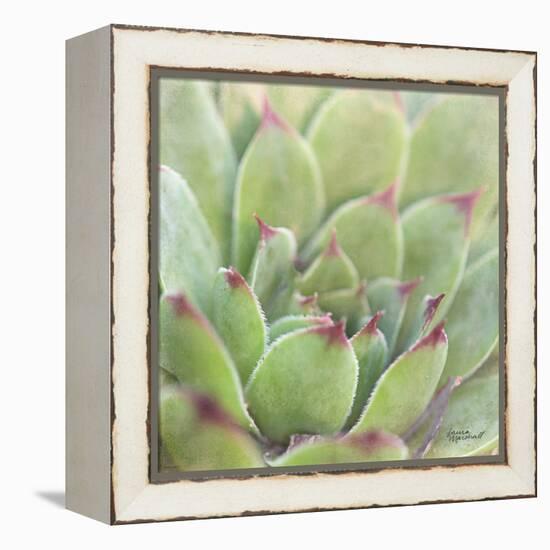 Garden Succulents I Color-Laura Marshall-Framed Stretched Canvas