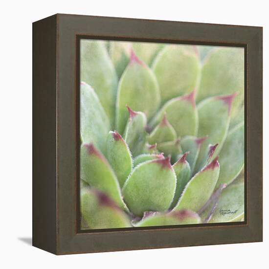 Garden Succulents I Color-Laura Marshall-Framed Stretched Canvas