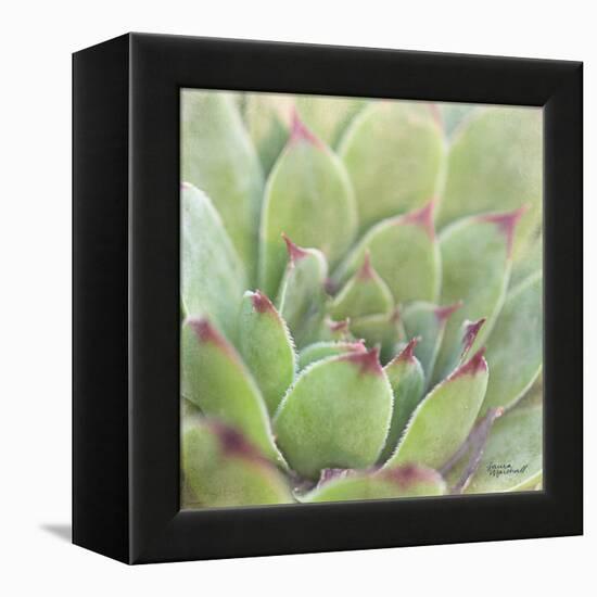 Garden Succulents I Color-Laura Marshall-Framed Stretched Canvas