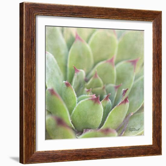 Garden Succulents I Color-Laura Marshall-Framed Art Print