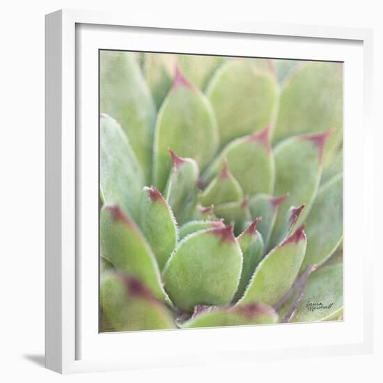 Garden Succulents I Color-Laura Marshall-Framed Art Print