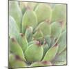 Garden Succulents I Color-Laura Marshall-Mounted Art Print