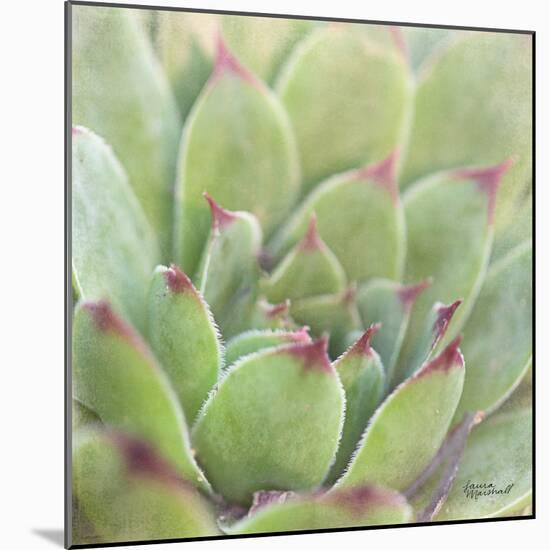 Garden Succulents I Color-Laura Marshall-Mounted Art Print