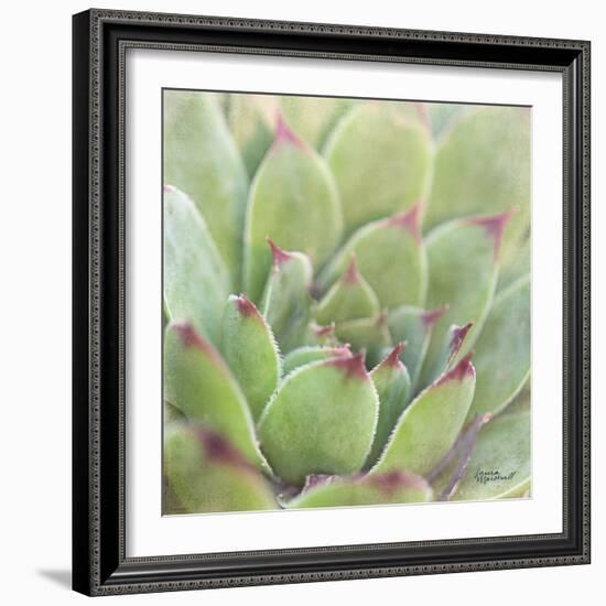 Garden Succulents I Color-Laura Marshall-Framed Art Print