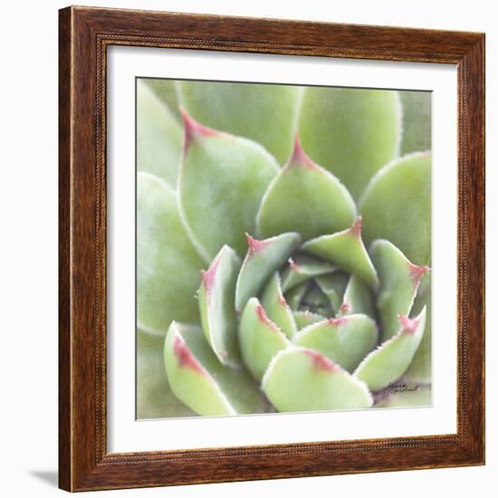 Garden Succulents III Color-Laura Marshall-Framed Art Print