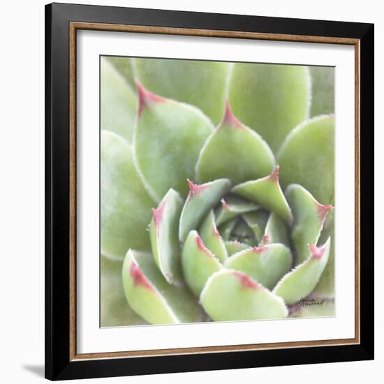 Garden Succulents III Color-Laura Marshall-Framed Art Print