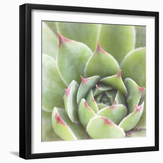 Garden Succulents III Color-Laura Marshall-Framed Art Print