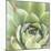 Garden Succulents III Color-Laura Marshall-Mounted Art Print