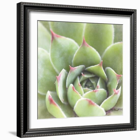 Garden Succulents III Color-Laura Marshall-Framed Art Print