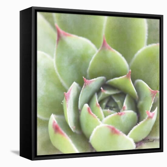 Garden Succulents III Color-Laura Marshall-Framed Stretched Canvas