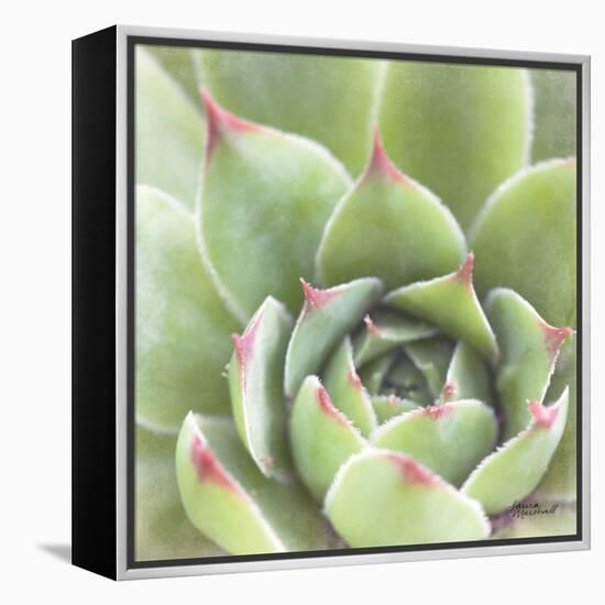 Garden Succulents III Color-Laura Marshall-Framed Stretched Canvas