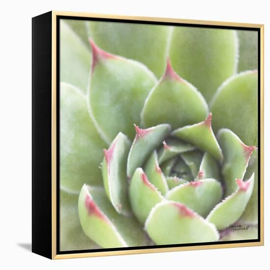 Garden Succulents III Color-Laura Marshall-Framed Stretched Canvas