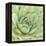 Garden Succulents IV Color-Laura Marshall-Framed Stretched Canvas