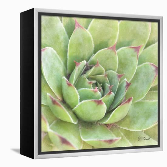 Garden Succulents IV Color-Laura Marshall-Framed Stretched Canvas