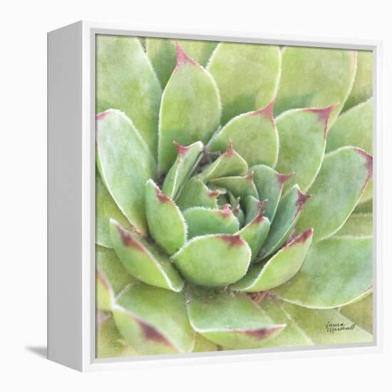 Garden Succulents IV Color-Laura Marshall-Framed Stretched Canvas