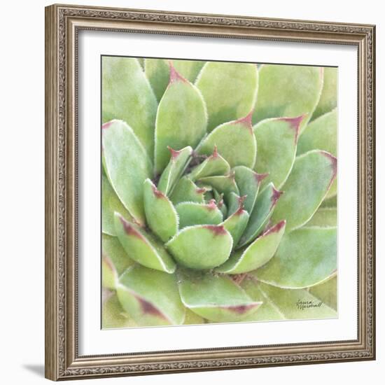 Garden Succulents IV Color-Laura Marshall-Framed Art Print