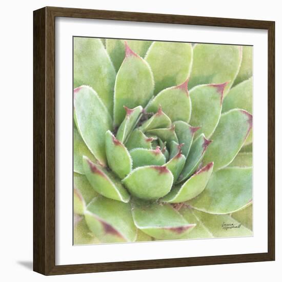 Garden Succulents IV Color-Laura Marshall-Framed Art Print