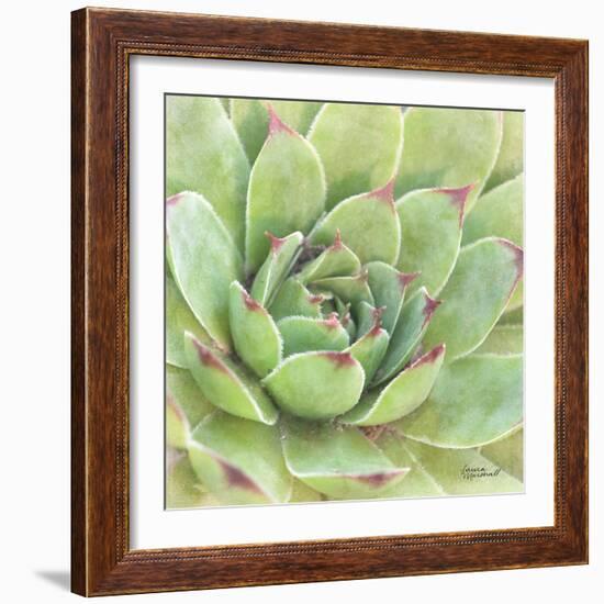 Garden Succulents IV Color-Laura Marshall-Framed Art Print