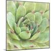 Garden Succulents IV Color-Laura Marshall-Mounted Art Print