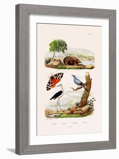 Garden Tiger, 1833-39-null-Framed Giclee Print