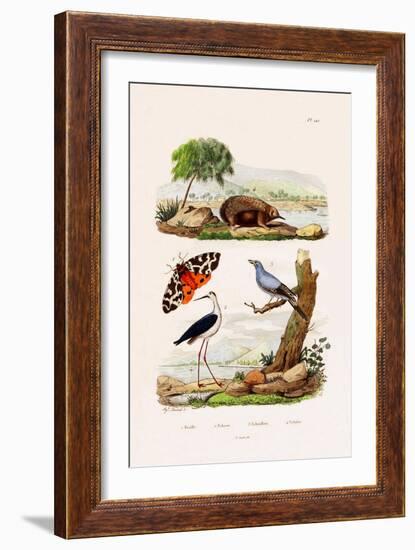 Garden Tiger, 1833-39-null-Framed Giclee Print