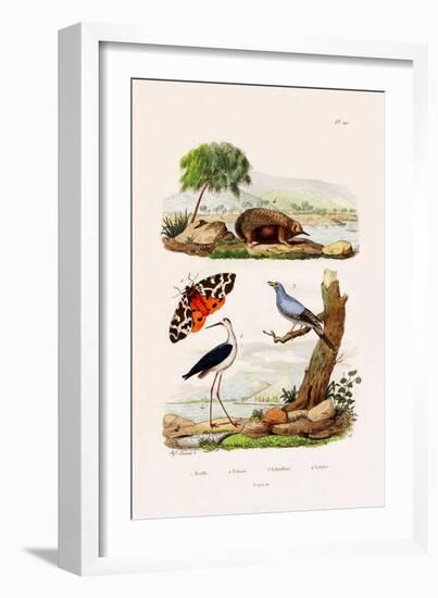 Garden Tiger, 1833-39-null-Framed Giclee Print