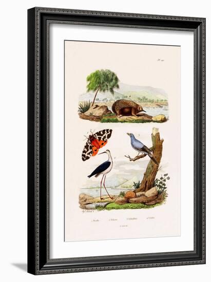 Garden Tiger, 1833-39-null-Framed Giclee Print