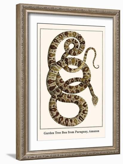 Garden Tree Boa from Paraguay, Amazon-Albertus Seba-Framed Art Print