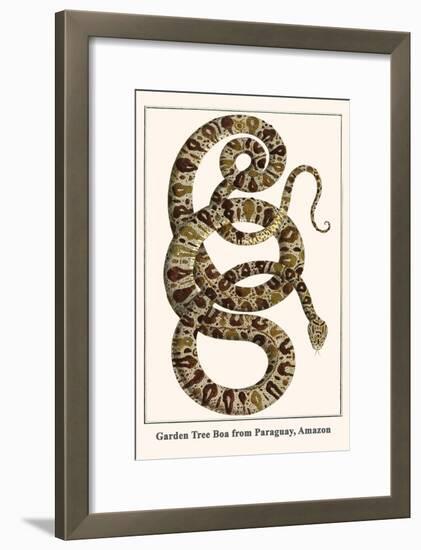 Garden Tree Boa from Paraguay, Amazon-Albertus Seba-Framed Art Print