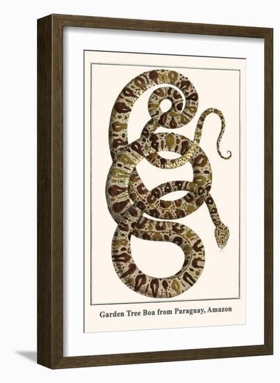 Garden Tree Boa from Paraguay, Amazon-Albertus Seba-Framed Art Print