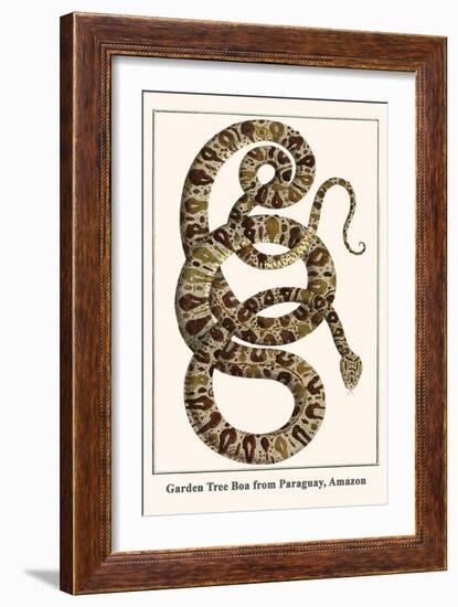 Garden Tree Boa from Paraguay, Amazon-Albertus Seba-Framed Art Print