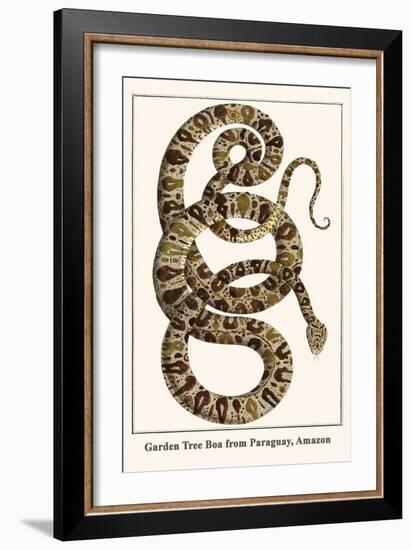 Garden Tree Boa from Paraguay, Amazon-Albertus Seba-Framed Art Print