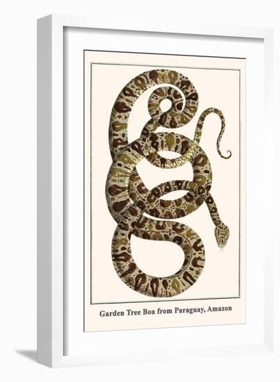 Garden Tree Boa from Paraguay, Amazon-Albertus Seba-Framed Art Print