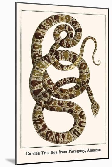 Garden Tree Boa from Paraguay, Amazon-Albertus Seba-Mounted Art Print