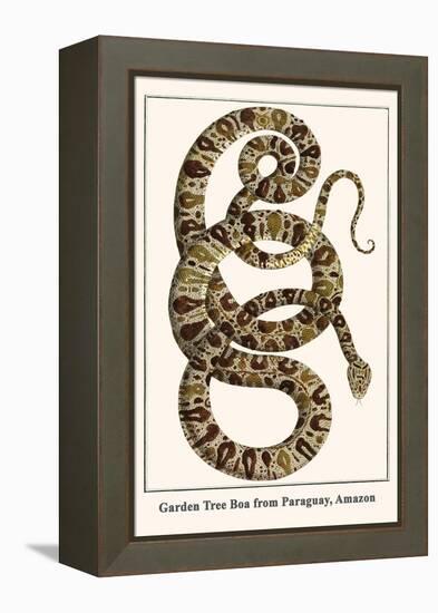 Garden Tree Boa from Paraguay, Amazon-Albertus Seba-Framed Stretched Canvas