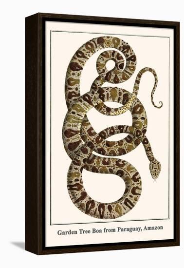 Garden Tree Boa from Paraguay, Amazon-Albertus Seba-Framed Stretched Canvas