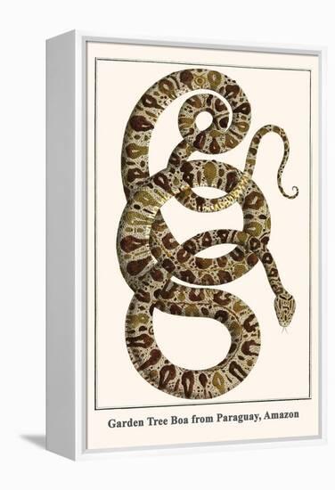 Garden Tree Boa from Paraguay, Amazon-Albertus Seba-Framed Stretched Canvas