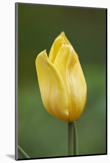 Garden tulip, Tulipa gesneriana, blossom, close-up-David & Micha Sheldon-Mounted Photographic Print