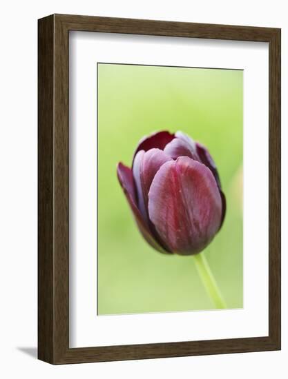 Garden tulip, Tulipa gesneriana, blossom, close-up-David & Micha Sheldon-Framed Photographic Print