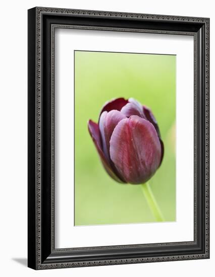 Garden tulip, Tulipa gesneriana, blossom, close-up-David & Micha Sheldon-Framed Photographic Print