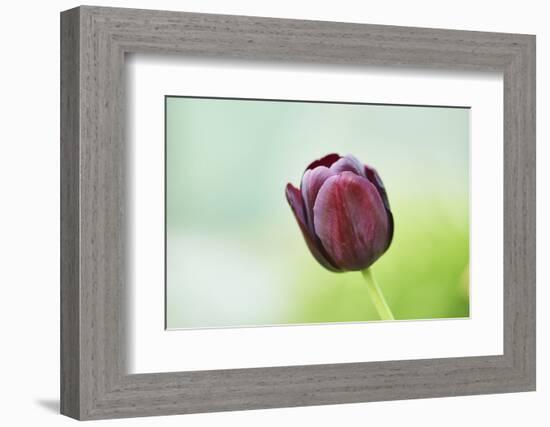 Garden tulip, Tulipa gesneriana, blossom, close-up-David & Micha Sheldon-Framed Photographic Print