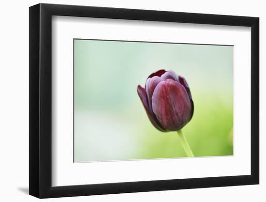 Garden tulip, Tulipa gesneriana, blossom, close-up-David & Micha Sheldon-Framed Photographic Print