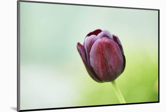 Garden tulip, Tulipa gesneriana, blossom, close-up-David & Micha Sheldon-Mounted Photographic Print