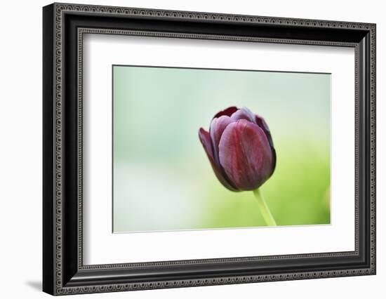 Garden tulip, Tulipa gesneriana, blossom, close-up-David & Micha Sheldon-Framed Photographic Print