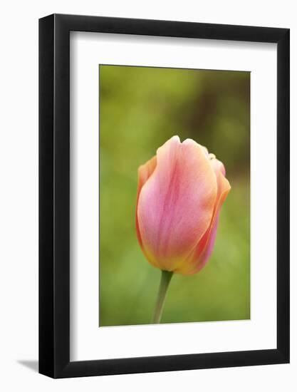 Garden tulip, Tulipa gesneriana, blossom, close-up-David & Micha Sheldon-Framed Photographic Print