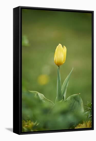 Garden tulip, Tulipa gesneriana, blossom, close-up-David & Micha Sheldon-Framed Stretched Canvas