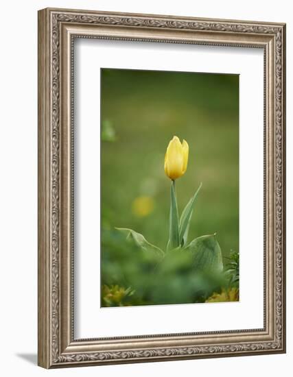 Garden tulip, Tulipa gesneriana, blossom, close-up-David & Micha Sheldon-Framed Photographic Print