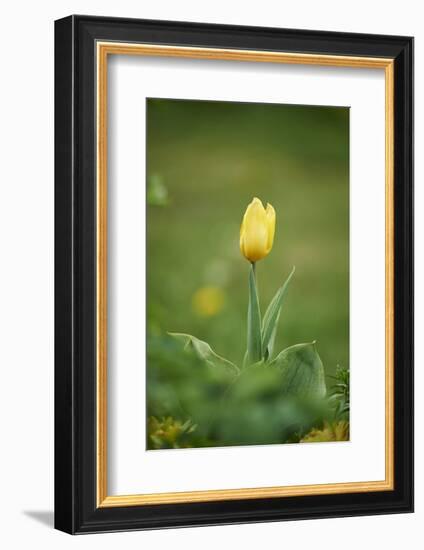 Garden tulip, Tulipa gesneriana, blossom, close-up-David & Micha Sheldon-Framed Photographic Print