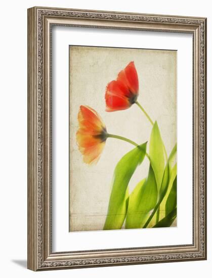 Garden Tulips-Judy Stalus-Framed Art Print