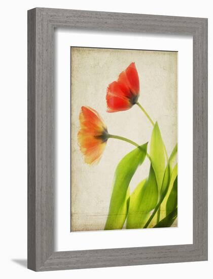 Garden Tulips-Judy Stalus-Framed Art Print